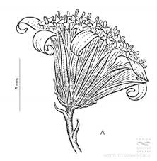 Image result for Octolepis