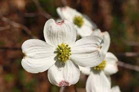 State flower of north carolina. North Carolina Nc State Flower Flowering Dogwood E Corps Expeditions Inc