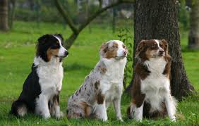 Check spelling or type a new query. Der Australian Shepherd Myaustralianshepherd De