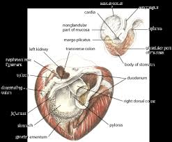Overview Of Colic In Horses Digestive System Merck Veterinary Manual