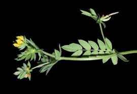 Image result for Antopetitia abyssinica