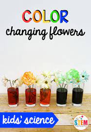 Color Changing Flowers The Stem Laboratory Flowers Science Project Plant Experiments Easy Science