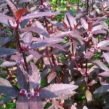 Image result for Alternanthera sessilis
