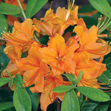 Flame Creeper Azalea Rhododendron X Flame Creeper At Wayside Gardens Azalea Shrub Shade Flowers Azaleas