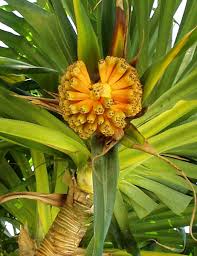 This indigenous tree is found on all islands except kaho'o lawe. Pin On Hawaiian Flora N Fauna