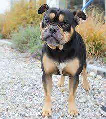 Professional and reputable english bulldog breeders since 1998 proudly presents our most friendly 10 month old akc registered english bulldog in the denver area. Old English Bulldog Rude Sucht Neues Zuhause Im Landlichen Raum Bei Konsequenten Kenner