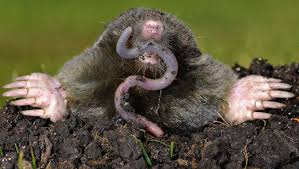 1) масса, бремя, debiti s. Enjoying Nature Do You Have A Mole Problem Sonny Glade Sun Crossville Chronicle Com
