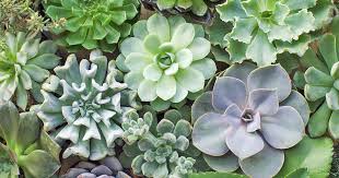 The cats chew on any green plan at home, looking for chlorophyll for digestion. 11 Best Easy Care Exotic Succulents To Grow At Home Gardener S Path