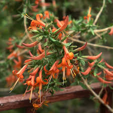 Arizona, constituent state of the united states. Year Of The Hummingbird Plants For Your Garden Tucson Audubon Society