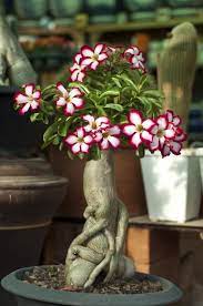 Can Desert Roses Recover From Frost Desert Rose Plant Adenium Desert Rose