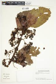 Image result for Psydrax subcordata