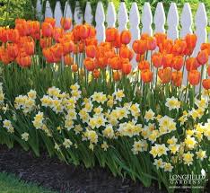 Year Of The Daffodil National Garden Bureau 2017 Year Of Bulb Tulips Arrangement Plants Daffodil Gardening