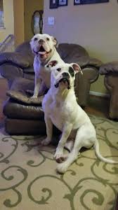 She was bred from a female johnson type american bulldog and male scott her beautiful blue eyes set her apart from most other bulldogs. Jw S Johnson American Bulldogs Home Facebook