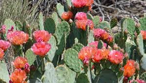 Miracle grow is not manufactured with marijuana plants in mind. Feeding Your Desert Garden You Re Probably Doing It Wrong