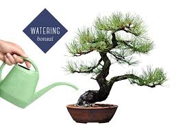Push your finger 1 inch down into the soil. Bonsai Tree Care For Beginners Ftd Com