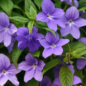 We did not find results for: Five Made In The Shade Annuals Proven Winners