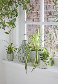 Terracotta, plastic, or ceramic pots? How To Repot A Plant A Guide To Repotting Plants