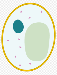 We did not find results for: Cells Clipart Yeast Simple Animal Cell Unlabeled Hd Png Download 2000x2454 2069316 Pngfind