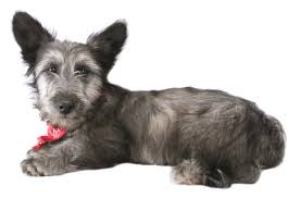 Skye Terrier Puppies For Sale In California Adoptapet Com Agile and strong with sturdy bone and hard other conditions that responsible breeders screen for include autoimmune disease, skin allergies, hip. skye terrier puppies for sale in