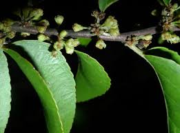 Image result for Octolepis decalepis