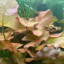 Image result for Nymphaea maculata