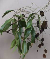 Image result for Dialium schlechteri