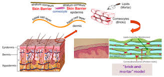barrier function of skin