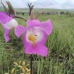 Image result for Eulophia cucullata