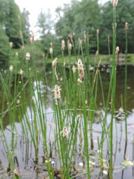 Image result for Eleocharis caduca
