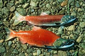 Ciri Ciri Dan Jenis Ikan Salmon Yang Perlu Kamu Ketahui Pak Tani Digital