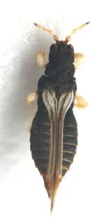 Image result for Helichrysopsis