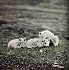 1920x1200 pictures baby wolves wallpapers and baby wolves car pictures. Arctic Theme Page Home Baby Wolves Animals Beautiful Wolves