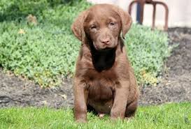 Before going to their forever homes our puppies are well socialized and exposed to a variety of experiences including wings, birds, and antlers. Chesapeake Bay Retriever Puppies For Sale Puppy Adoption Keystone Puppies
