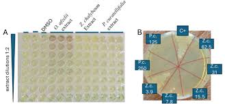 Image result for Ochna afzelii