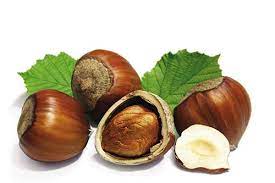 Fruit Trees Berries Nuts Ornamentals Raintree Nursery Raintree Nursery Filbert Tree Growing Fruit