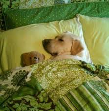 Awwww My Sugar Used To Sleep Under The Covers Labradorretriever Labrador Retriever Labrador Retriever Dog Cute Animals