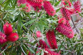 Growing Bottlebrush Plants Learn About Callistemon Bottlebrush Care Bottlebrush Plant Plants Bush Plant