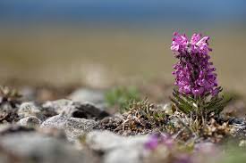 Image result for Orobanchaceae