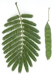 Image result for Acacia amythethophylla
