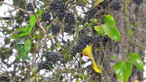 Your greenbrier vine stock images are ready. Out My Backdoor Benefits Of Nature S Barbed Wire Department Of Natural Resources Division