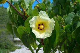 Image result for Thespesia