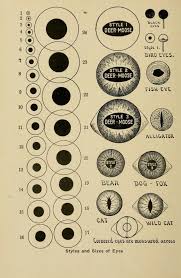 Styles And Sizes Of Eyes Guide To Taxidermy 1914 In 2019