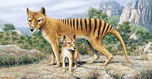 Resultado de imagem para the Tasmanian Tiger