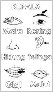 Badan sakit semua bisa karena berbagai penyebab, dari ringan hingga berat. Ked S Stories Mari Mewarna Anggota Badan