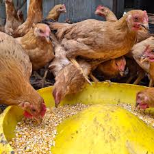 Công nghệ 11, Gà Ri kiếm mồi nhanh