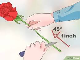 Maybe you would like to learn more about one of these? 3 Ways To Preserve Cut Flowers Wikihow