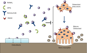 Image result for Denosumab