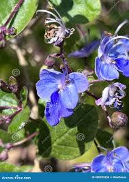 Image result for Rotheca myricoides