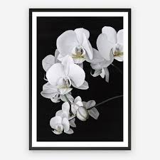 Black And White Flower Framed Wall Art Black Orchid Art Print Floral Minimalist Painting Scandinavian Black White Art Artwork By The Print Emporium Orchid Wall Art Square Art Hang Canvas Art