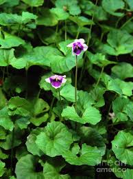 Image result for Viola hederacea
